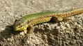 Little Lizzard